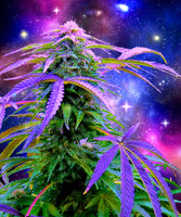 Cosmic Weed Fleece